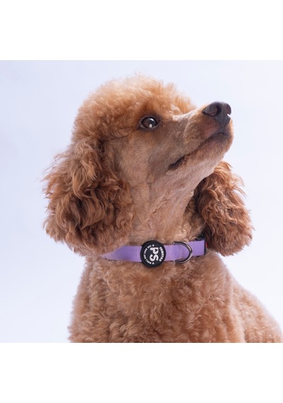 Lila Köpek Boyun Tasması Ayarlanabilir Köpek Tasması M Mor
