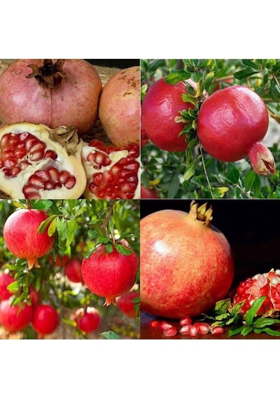 4'LÜ NAR PAKETİ TÜPLÜ TATLI NAR-HİCAZ NARI-KATIRBAŞI-KEBEN NARI 8