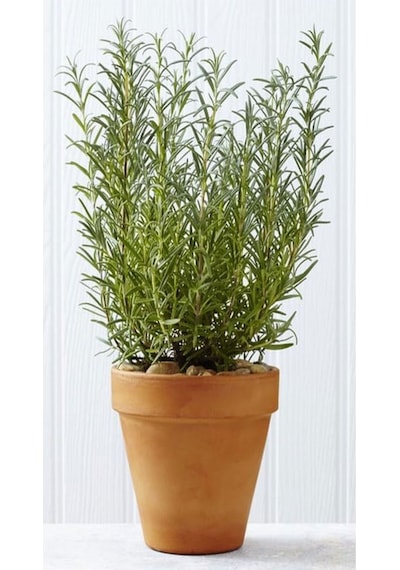 Videolu Renkli 5 Çeşit 5 Adet Kabristan Çiçek Seti 40-80cm Saksılı Chrysanthemum
