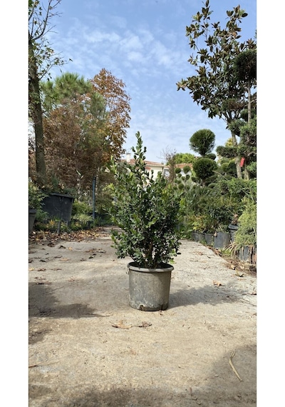 Videolu Şimşir Çalı 30-40 Cm Saksılı/tüplü Dış Mekan Bitkileri Buxus Microphylla 'faulkner'