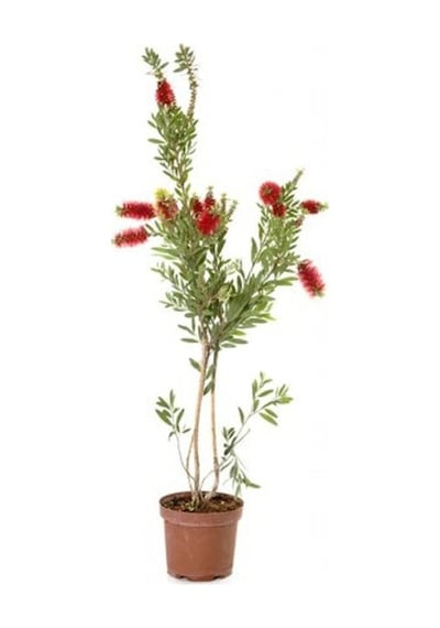 Fırça Çalısı Çiçeği Fidanı 20-40 Cm