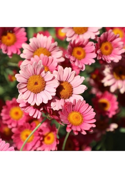 10-15 Adet Pembe Papatya Çiçek Tohumu