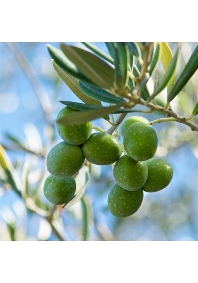 Zeytin Fidanı Hakiki Gemlik 60 Cm