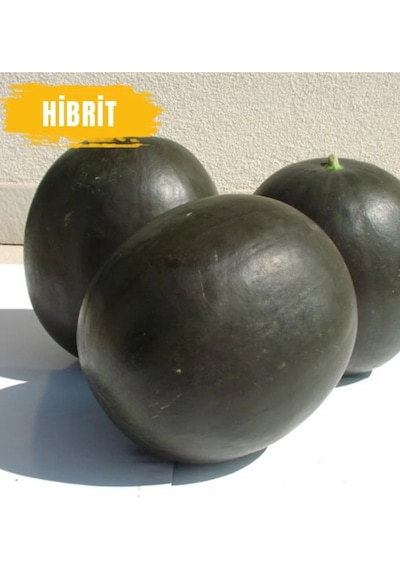 300 Adet Hibrit Karpuz Tohumu