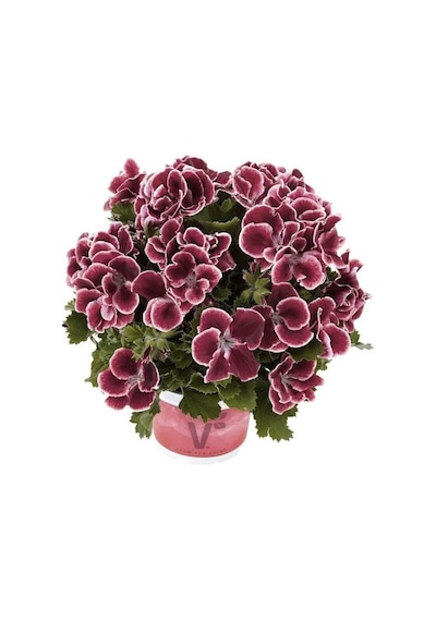 Bordo Ceylan Gözü Sardunya Çiçeği Fidanı 10-20 Cm