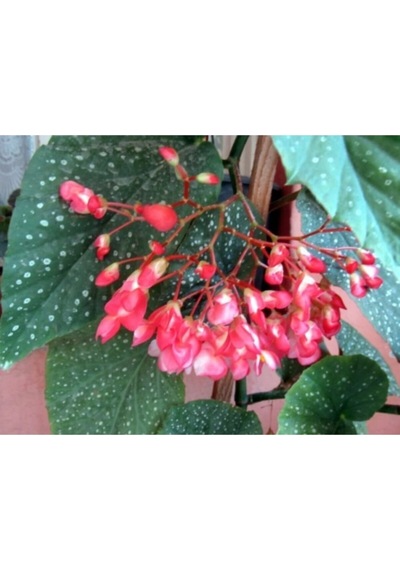 Serada Decor Plant Saksılı Çilli Begonya Çiçeği Fıdanı 40 Cm Saksılı