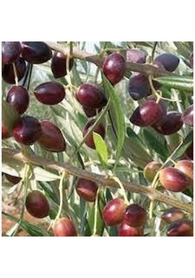 Tüplü Ayvalık Zeytin Fidanı 2 Adet
