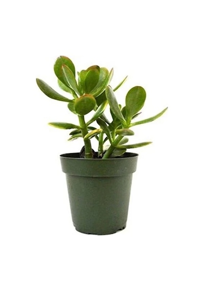 Para Çiçeği 5.5 Cm Saksıda Crassula Ovata