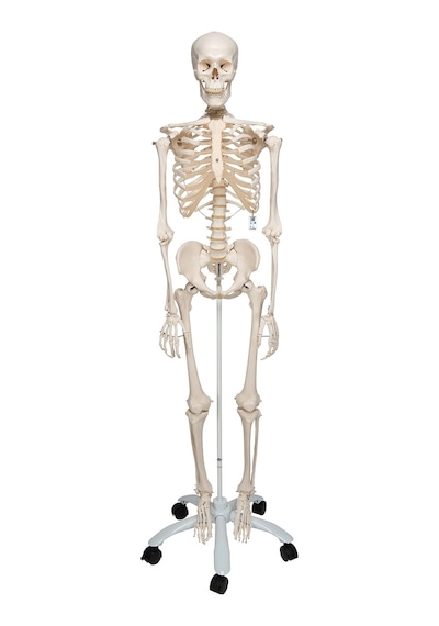 İnsan İskeleti Modeli 180 CM