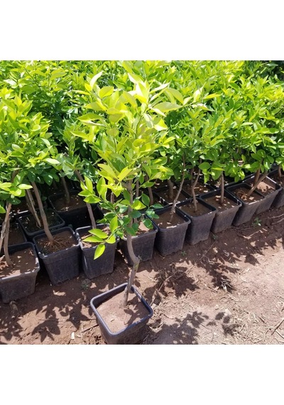 6 Yaş Aşılı Yediveren Limon Fidanı, Saksıda