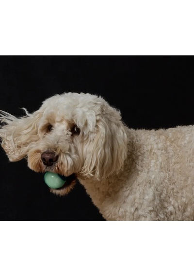 Köpekler İçin Işıklı Oyun Topu, 2 Adet