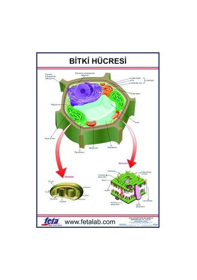 Bitki Hücresi Levhası