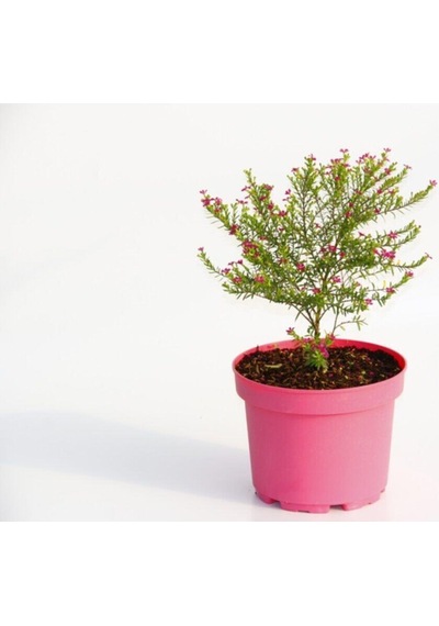 Cennet Çiçeği - Pembe Saksıda Hediyelik Diğer