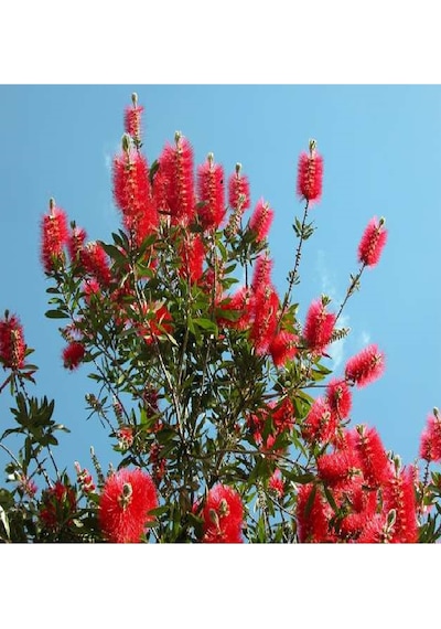 Saksılı Fırça Çalısı Fidanı 3 Yaş (callistemon Laevis)