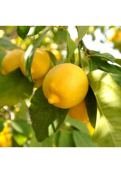 Tüplü Verimli Enter Limon Fidanı