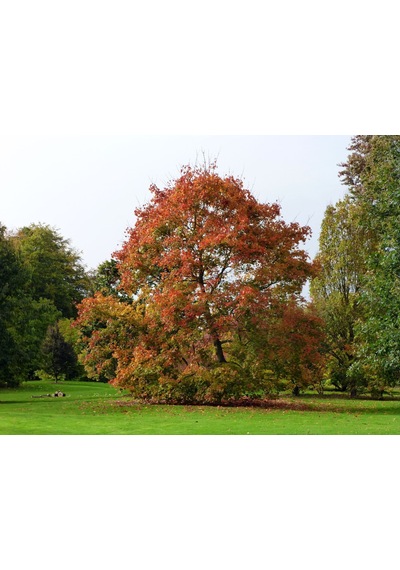Akçaağaç Fidanı - Acer Platanoides