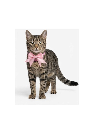 3'lü Set Zilli Ve Fiyonklu Kedi Tasması