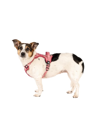 Max & Molly Urban Pets Matrix 2.0 Akıllı Künyeli Sport Köpek Göğüs Tasması Üstün Kontrol Ve Konfor Rose, Çok Renkli