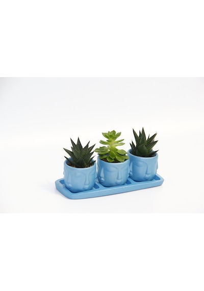 Trio Mavi Adler Sukulent Seti - Haworthia Limifolia. Echeveria