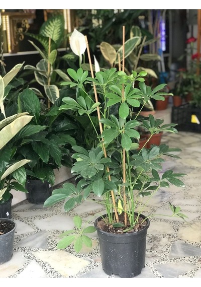 Videolu Yeşil Şeflera Bitkisi 50 80 Cm 1 Adet Saksılı Ofis Ev Bitkisi Schefflera