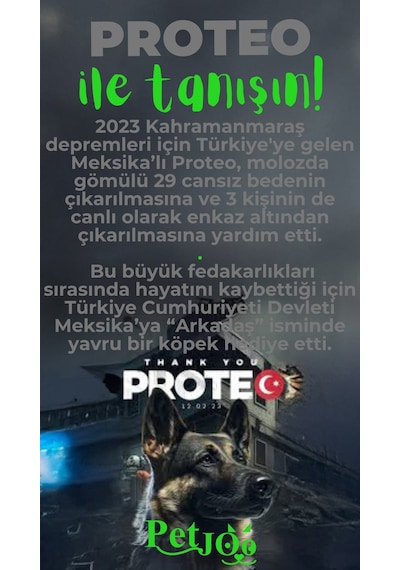 Petjoo 24.Proteo Yeşil-Gri Qr'lı Köpek Künyesi