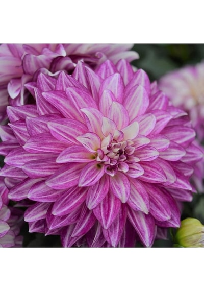 50 Adet Karışık Renk Dahlia Yıldız Çiçeği Tohumu + 10 Adet Karışık Renk Gül Tohumu