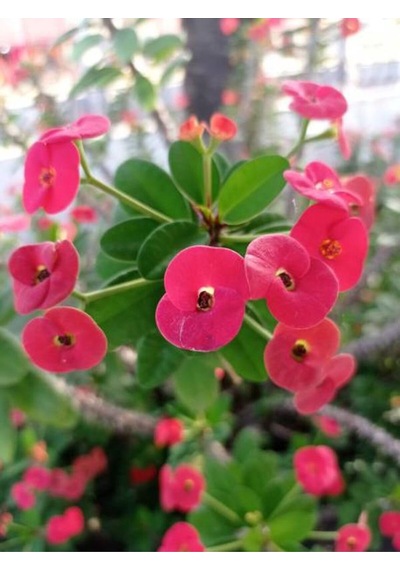 Videolu Pembe Milli Dikenler Tacı Dolgun Çiçekli 1 Adet Saksılı 20-40 Cm Salon Kaktüsü Euphorbia