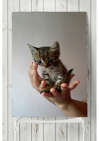 Kedi Hayvan Posteri 4