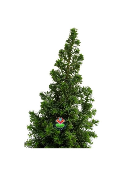 Videolu Chamaecypans Mini Çam Ağacı, Elwoodi Yılbaşı Ağacı 35-45 Cm Saksıda İran Çamı