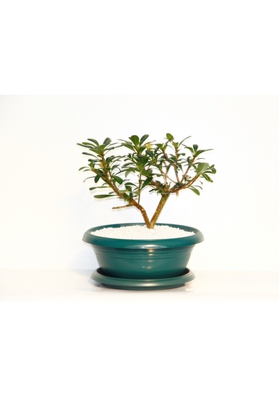 Bonsai Yıldız Çalısı Pitosporum Yeşil Saksıda