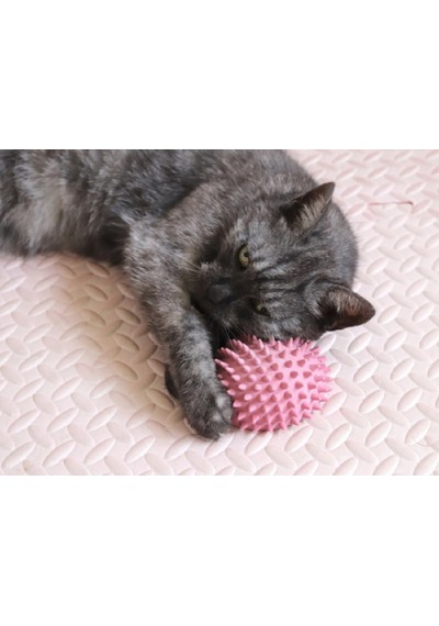 Sevimli Kirpi Kedi Kendini Tırmalayan Bakım Aleti
