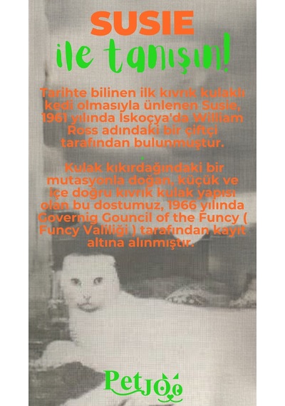 Petjoo 3.Susie Yeşil-Turuncu Qr'lı Kedi Künyesi