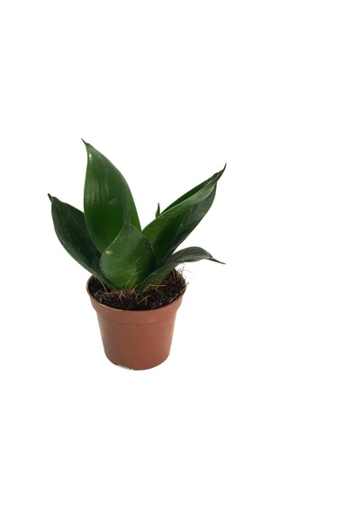 Sansevieria Jade Paşa Kılıcı Ø5,5 Cm H10-15 Cm