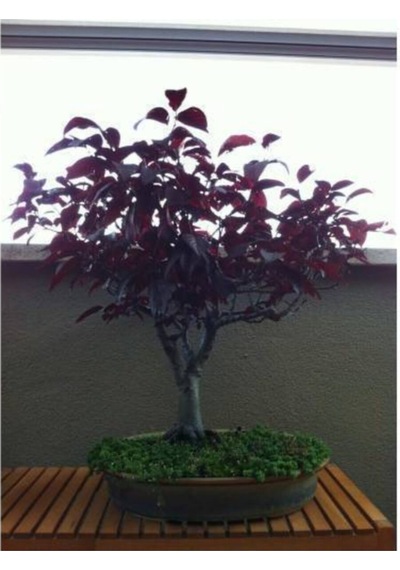 Bodur Bonsai Erik Ağacı Tohumu Prunus Erik Ağacı Tohumu 2 Adet Tohum