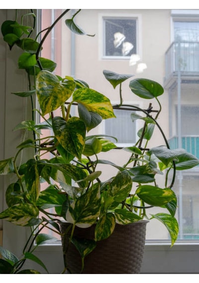 Videolu Alacalı Pothos Potos Salon Sarmaşığı Mini Saksılı 10 30 Cm 1 Adet Iç Mekan Bitkisi