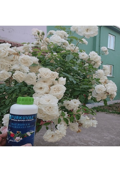 500 ML Turkuvaz Bat Power Organik Sıvı Yarasa Gübresi