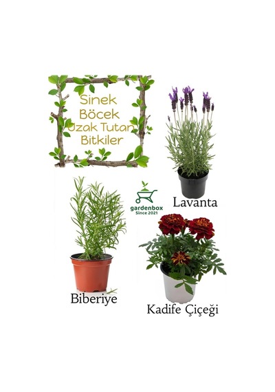 Sinek Böcek Kovucu Bitki Seti Lavanta+biberiye+çıtır Kadife Çiçeği 10-20cm Boylarında