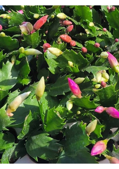Schlumbergera Truncata White Yılbaşı Çiçeği Beyaz Renk 10-15cm