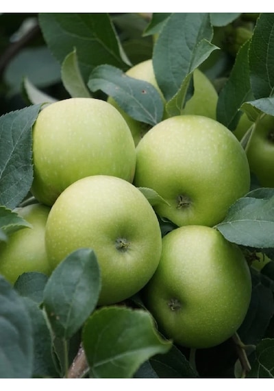 2 Adet Aşılı Yeşil Elma Granny Smith Fidanı 3 Yaş