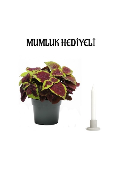 Kadınlar Gününe Özel Rengarenk Renkleri Ile Yaprak Güzeli Çiçeği Mumluk Hediyeli