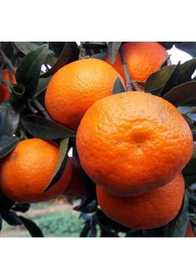 Tüplü Aşılı Verimli Kokulu Fremont Mandalina Fidanı