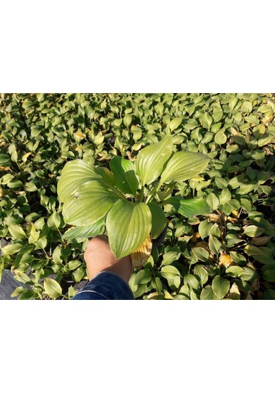 Ağustos Zambağı Hosta 10 Adet