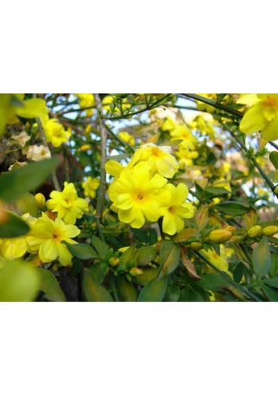 Videolu Sarı Çiçekli Kokulu Yasemin 50-100 Cm Dış Mekan Bitkileri Jasminum Fruticans