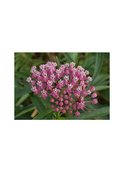 10+ Asclepias İncarnata İpek Çiçeği Tohumu Kokulu N112962