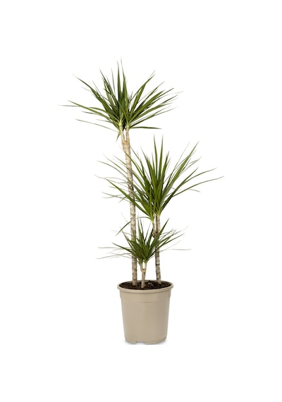 Madagaskar Dragon Ağacı – Dracaena Marginata 3 Gövdeli Yeşil