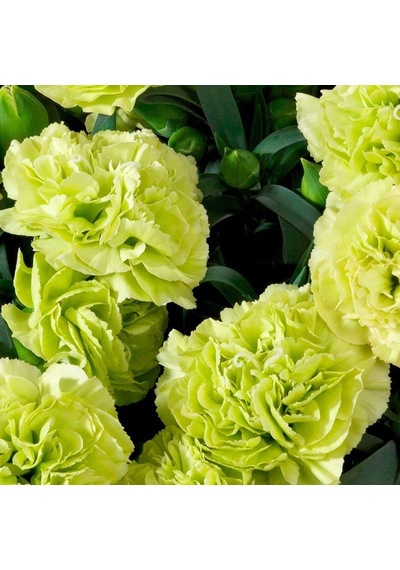 Chabaud Sarı Karanfil Çiçeği Tohumu 70 Adet