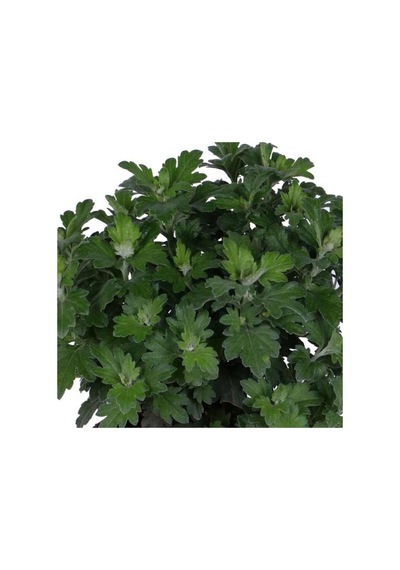 Kasımpatı Saksı Da Chrysanthemum Turuncu Renk 10-20 Cm