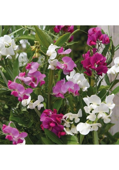 Karışık Bezelye Çiçeği Tohumu Lathyrus Odoratus 5+ Tohum