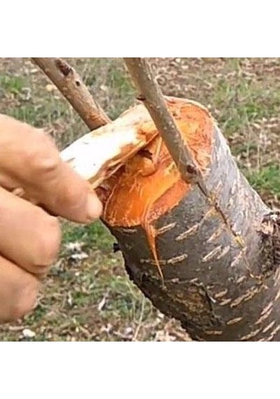 Aşı Bıçağı Eğri Uçlu Bağ Bıçağı Çakısı + Aşı Bandı + Aşı Macunu 3'lü Set