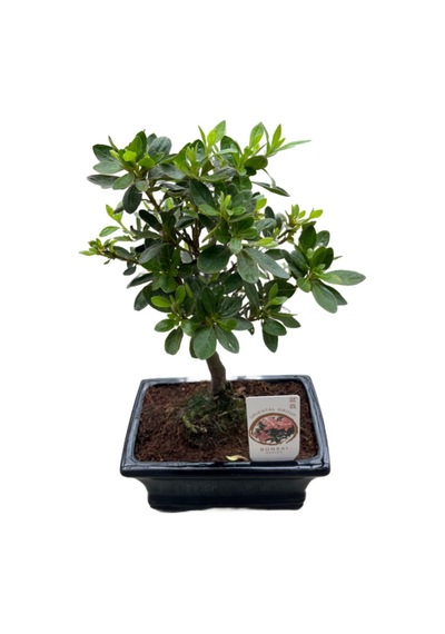 Bonsai - Azalea Ø12 Cm H25-30 Cm